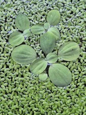 20 Dwarf Water Lettuce - Live Floating Plants good for ponds