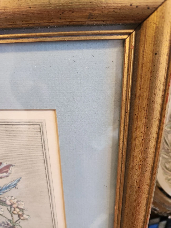 Robert Furber 12 meses de flores grabado botánico mayo mate impresión enmarcada Foto 3 de 4