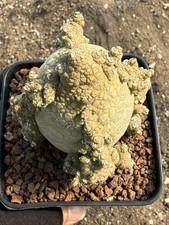 Pseudolithos migiurtinus Succulent cactus plant Garden flowering Plants WYSIWYG