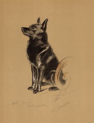1940 Antique Schipperke Dog Print Lucy Dawson Schipperke Art Illustration  5083v