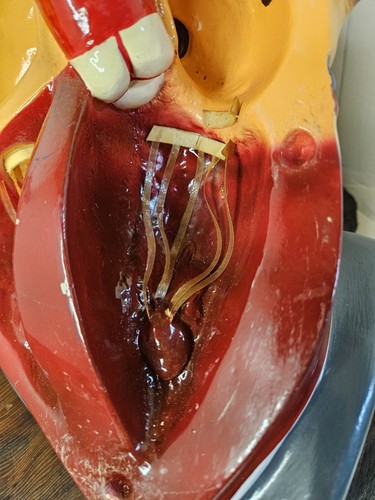 Sargent Welch 95155 Large Visible Pumping Heart School Model Doctors Office Deco - Picture 15 of 22