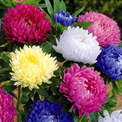 Aster seёds, 2500 aster seёds, Aster piony mix Royal size, organic-991+TRACK  