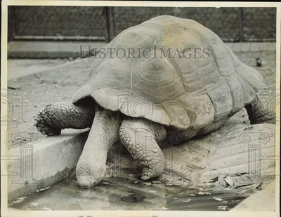 #ad 1961 Press Photo Giant Tortoise Drinking Water at London#x27;s Regent#x27;s Park Zoo $24.99