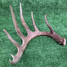 Nice 68 Inch Fresh 6 Point typical Wild Whitetail Deer Shed Antler