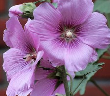 Stock- Bauernrosen-Alcea-rosea-Malven-Stockmalven- 8 verschiedene Farben