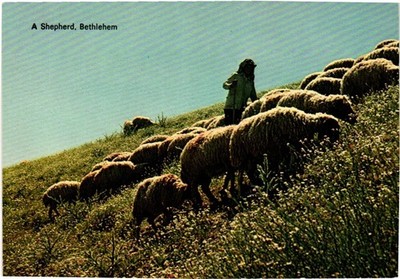 Postcard - A Shepherd Bethlehem.