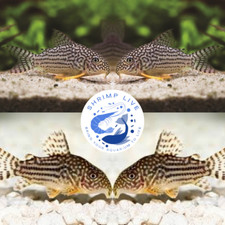 5x Sterbai Cory - Corydoras Sterbai Catfish - Live Fish