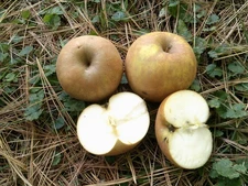 6 Seeds Zabergau Reinette