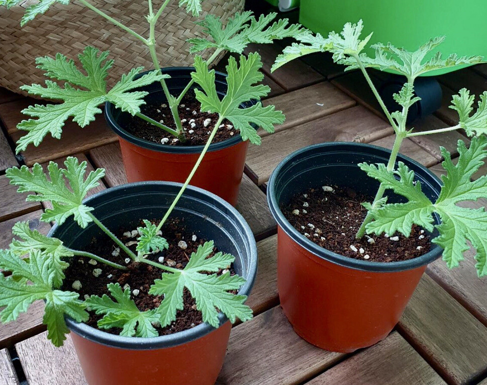 50+CITRONELLA MOSQUITO REPELLENT PLANT SEEDS HERB Lemon Scent Organic