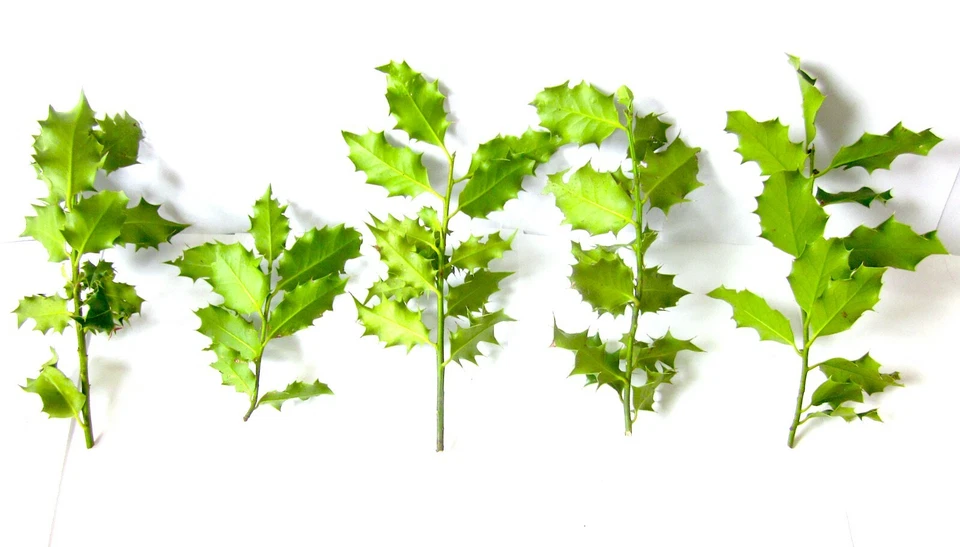 10 Live Cut Holly Branches 6"-10" Christmas decor greenery wreaths fresh greens  - Image 4 of 4