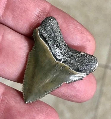 Rare Bite Marks & Uniquely Colored Golden Beach FL Megalodon Sharktooth Fossil