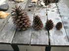 Pine Cones from North Carolina, ALL Sizes, Price per Dozen, Specify Open/Closed