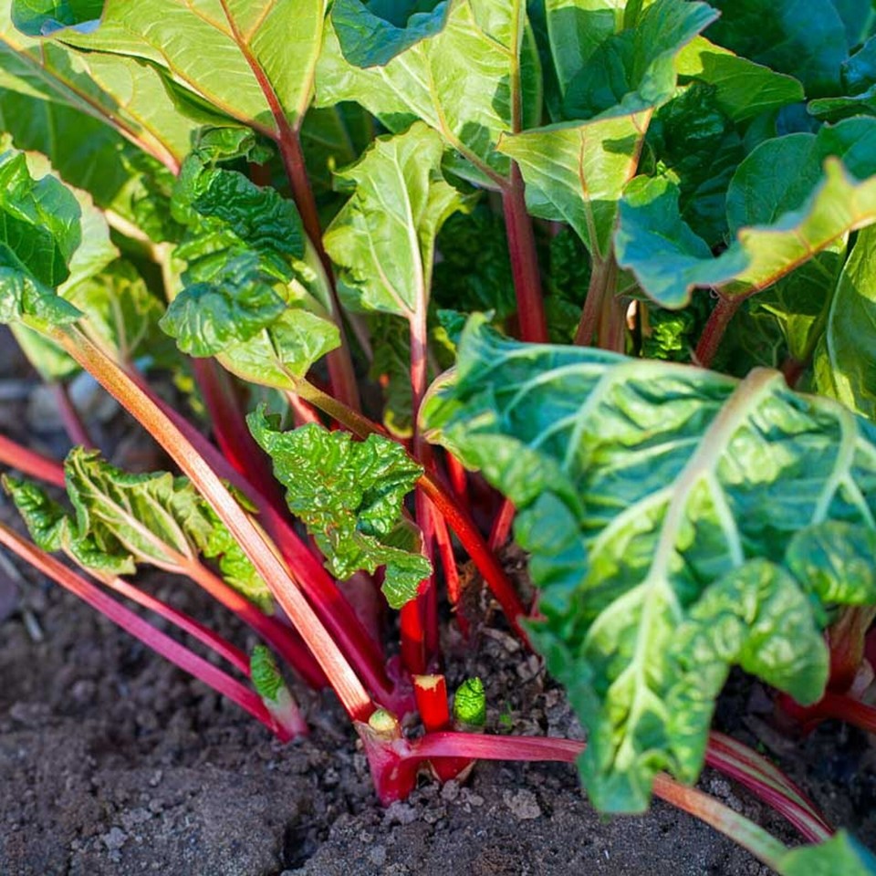 3 x Rhubarb Crowns Mixed - Rhubarb Plant - High Yielding Fruit Plants ...