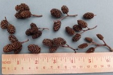 25 Alder Cones for Aquarium Shrimp Tank