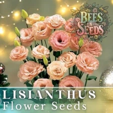 Coral Momento Lisianthus Seeds - 125-5000 Seeds Flower Seed Non Gmo Heirloom
