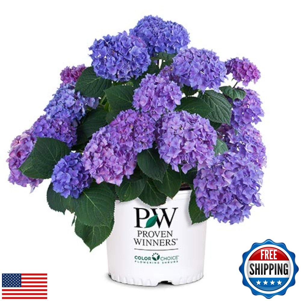 2 Gallon Let’s Dance Rhythmic Blue Hydrangea Shrub by Proven Winners