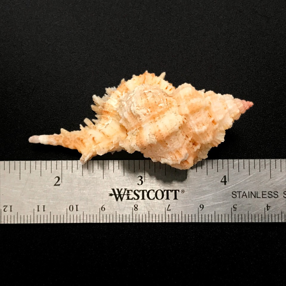 Superb Murex Sea Shell Chicomurex Superbus Natural Display Specimen Sea ...