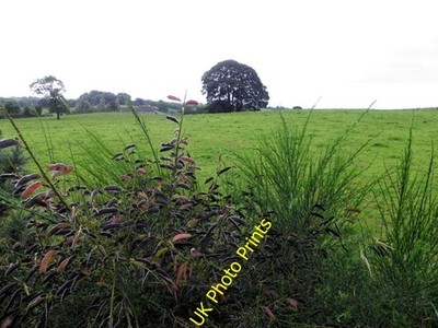 Foto 6x4 Besenkapseln, Merchantstown Glebe Lower Bracky abgebildet entlang Str c2016