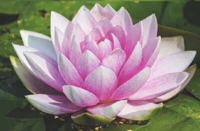 Rosa Seerose Masaniello Teichpflanzen winterhart immergrüne Wasserpflanzen Deko