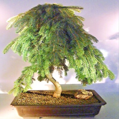 Himalayan Spruce Tree Seeds (Picea smithiana) Weeping Morinda Evergreen/ Bonsai | eBay