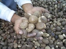 5 x Fair Trade Ecuador Tagua Nuts Vegan Ivory 3.5-4.5cm / 1.4'' - 1.7''