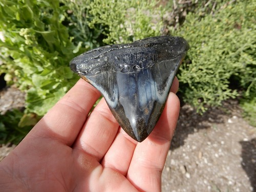 4 INCH MEGALODON SHARK TOOTH WICKEDLY DARK AND SMOOTH IN COLOUR - Picture 8 of 11