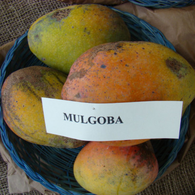 Plant De Mango Hybride (Mallika Greffé) BeauFlora - Racines Nues - Neuf