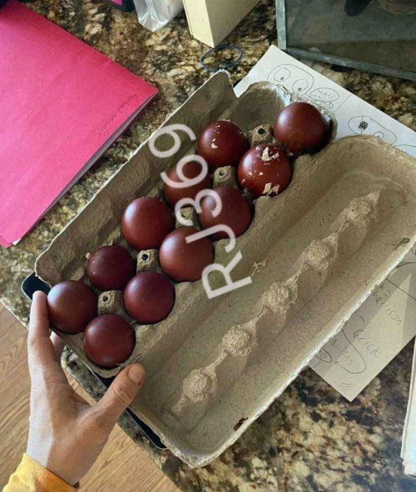 ☆French Black Copper Maran Fertile Hatching Eggs Unique Beautiful Dark Layers ☆