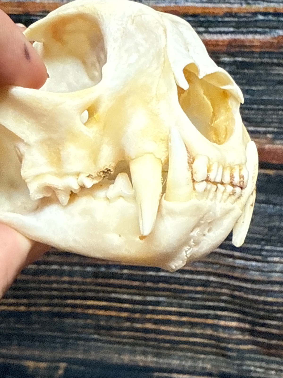 Real XL American Bobcat Skull Animal Mounts Christmas Gifts Man Cave Decor Craft