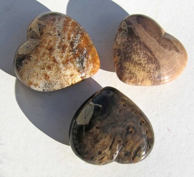 Herz versteinertes Holz, fossil Einzelauswahl (Hz334)