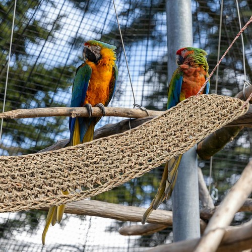 Parrot Climbing Net Bird Swing Toy Durable Seagrass Wicker Chew Perch - Afbeelding 8 van 12