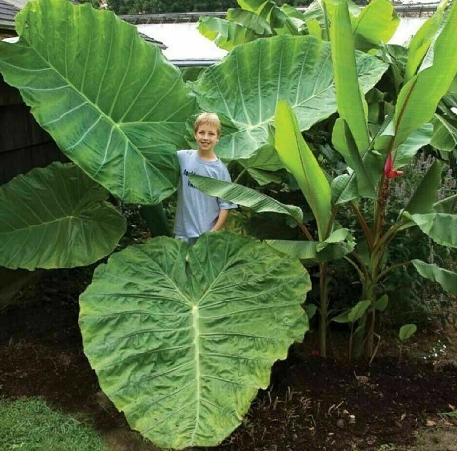 GIANT LARGER BULB LARGER PLANT Colocasia Gigantea Taro Yam Elephants Ear UK  EU | eBay