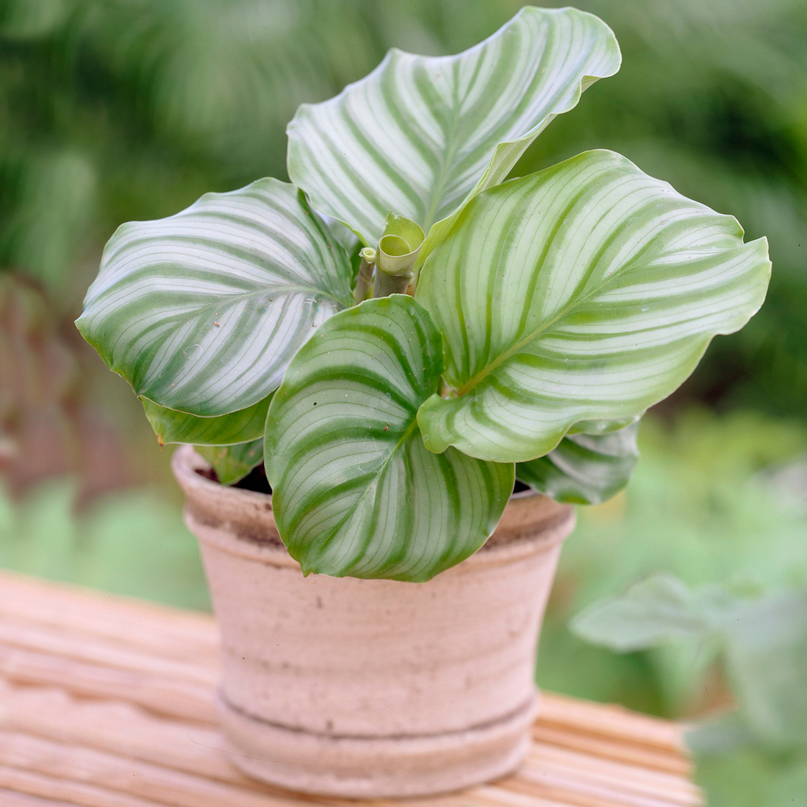 1 x Evergreen Calathea Peacock Plant Indoor Plant Gift (20-30cm Incl. Pot)