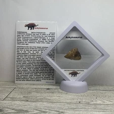 Ankylosaurus Extinct Dinosaur Partial Armor Scute Fossil in Display Case
