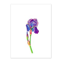 Vintage Helle Botanische Iris Kunstplakat Leinwanddruck 30X40 Cm