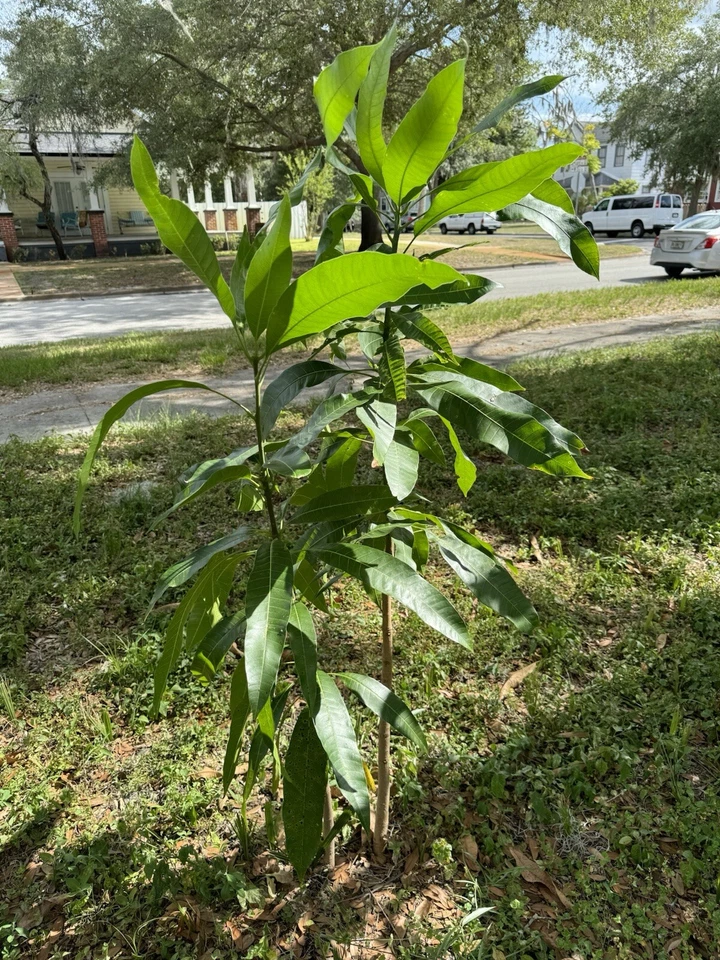 super alphonso mango tree Self Pollinated - Image 2 of 4