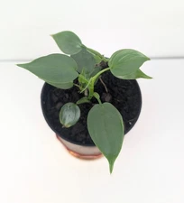 Philodendron Silver Sword Rooted & Thriving Live Tropical Plant 4 Inch Pot