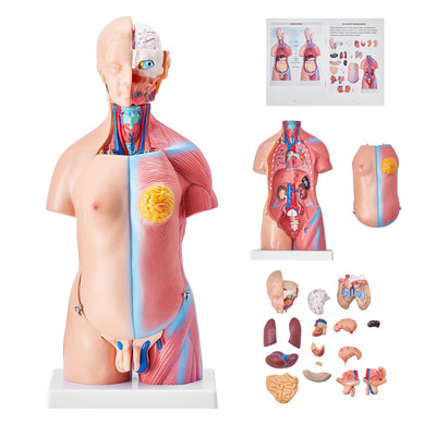 VEVOR Anatomical Human Torso Body Model Anatomy Internal Organ 18'' 23 Parts