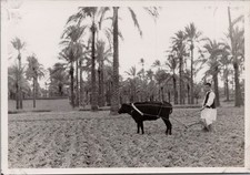 1954 Photo Plowing Fields Near Tripoli Libya Palm Grove Farmer with Ox Vintage