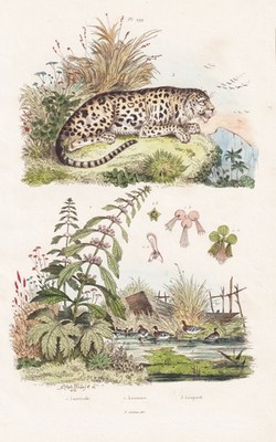 Panthera pardus Panther Raubkatzen Rauptiere Stahlstich Guerin-Meneville 1833