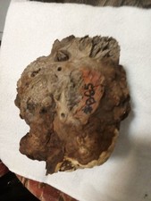  B65 Manzanita Wood Burl projects turn