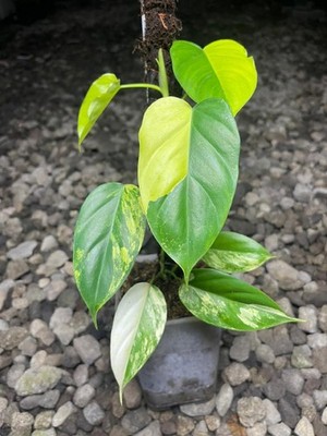 Philodendron Florida Beauty x Fuzzypetiole Variegated Rare Aroid Indoor Plant