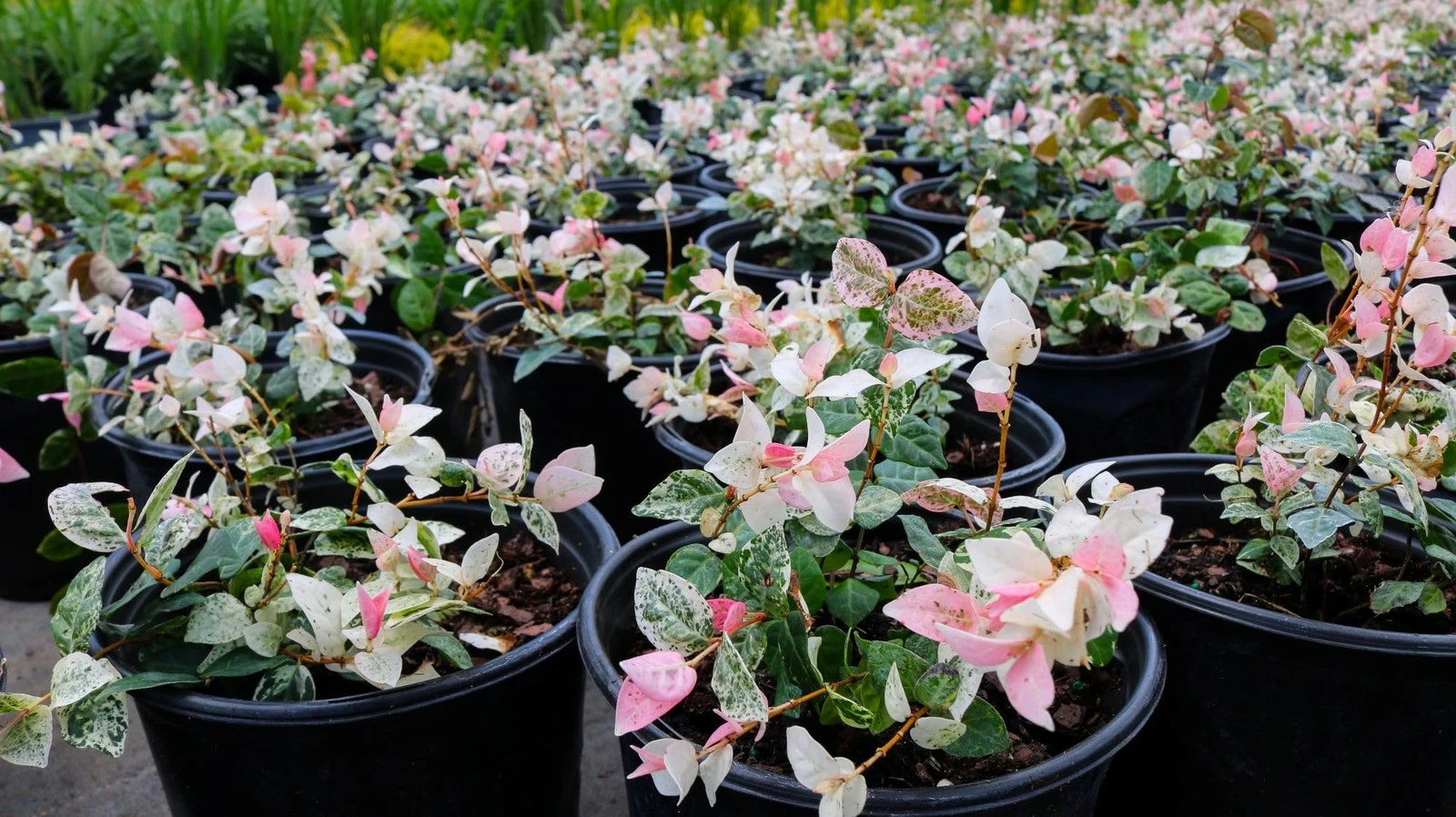 American Plant Exchange Jasmine - Thumbnail 2