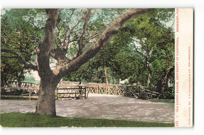 Old Rustic Bridge, U. of California, Berkeley, CA VTG Postcard CG1.
