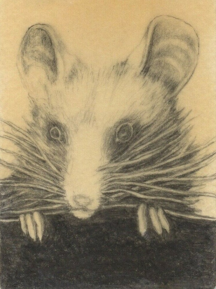 How To Draw A Real Mouse