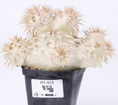 Pot 8.5cm Random Plant Pachypodium eburneum Own Root  Garden Boutique Rare