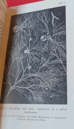 Field Book of Common Mushrooms. William Sturgis Thomas. 1948 3rd Ed. No DJ. - Picture 14 of 20