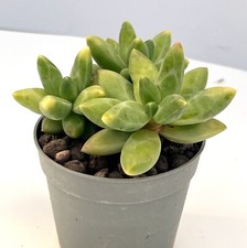 Pachyphytum Compactum 'Little Jewel' unusual form succulent plant in 7cm pot