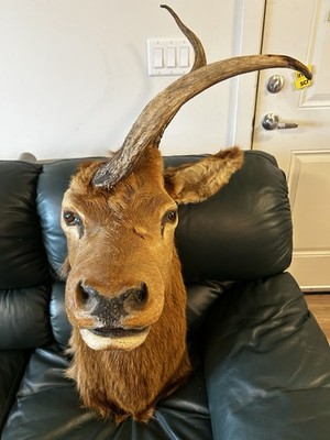 Elk (Wapiti) Shoulder Mount   Rare Genetic Mutation Trophy