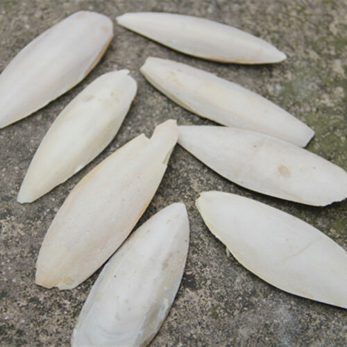 20X Natural Cuttlefish Bone 7-10cm Bones Suitable For Birds Tortoise Snails - Picture 1 of 7